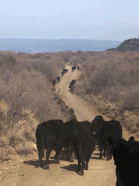 Beef raised naturally in Colorado -23